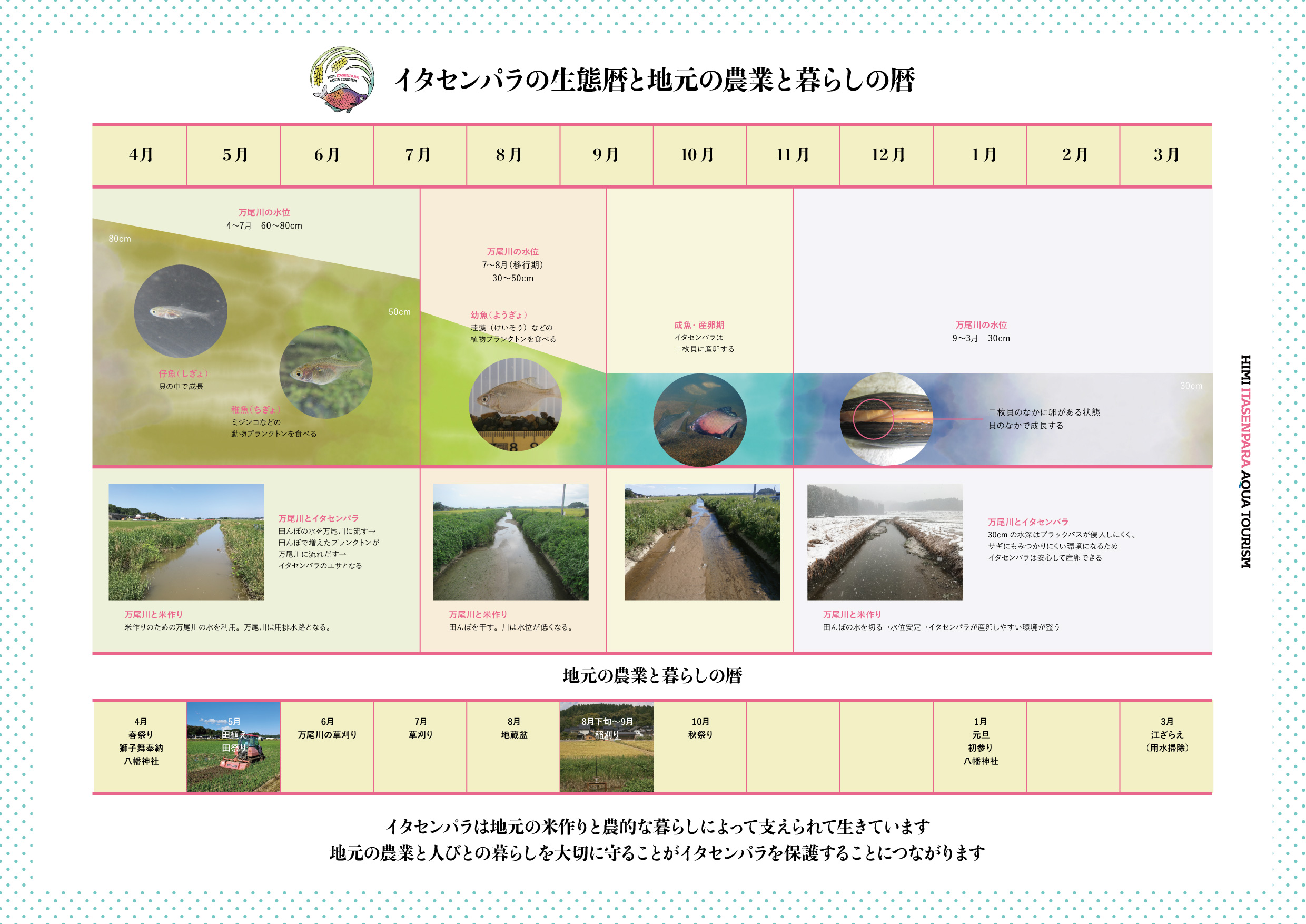 イタセンパラの生態暦と地元の農業と暮らしの暦