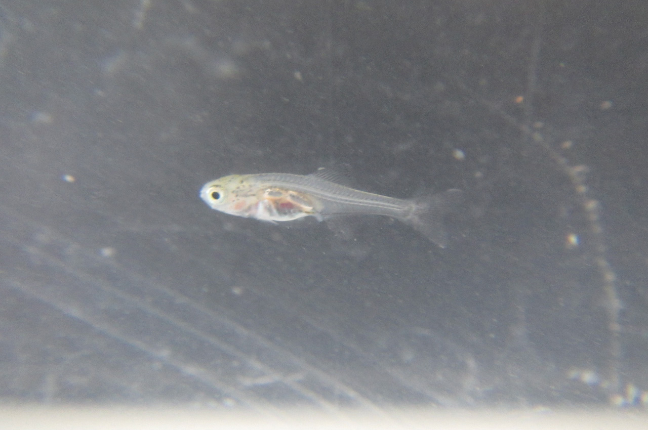 仔⿂（しぎょ）