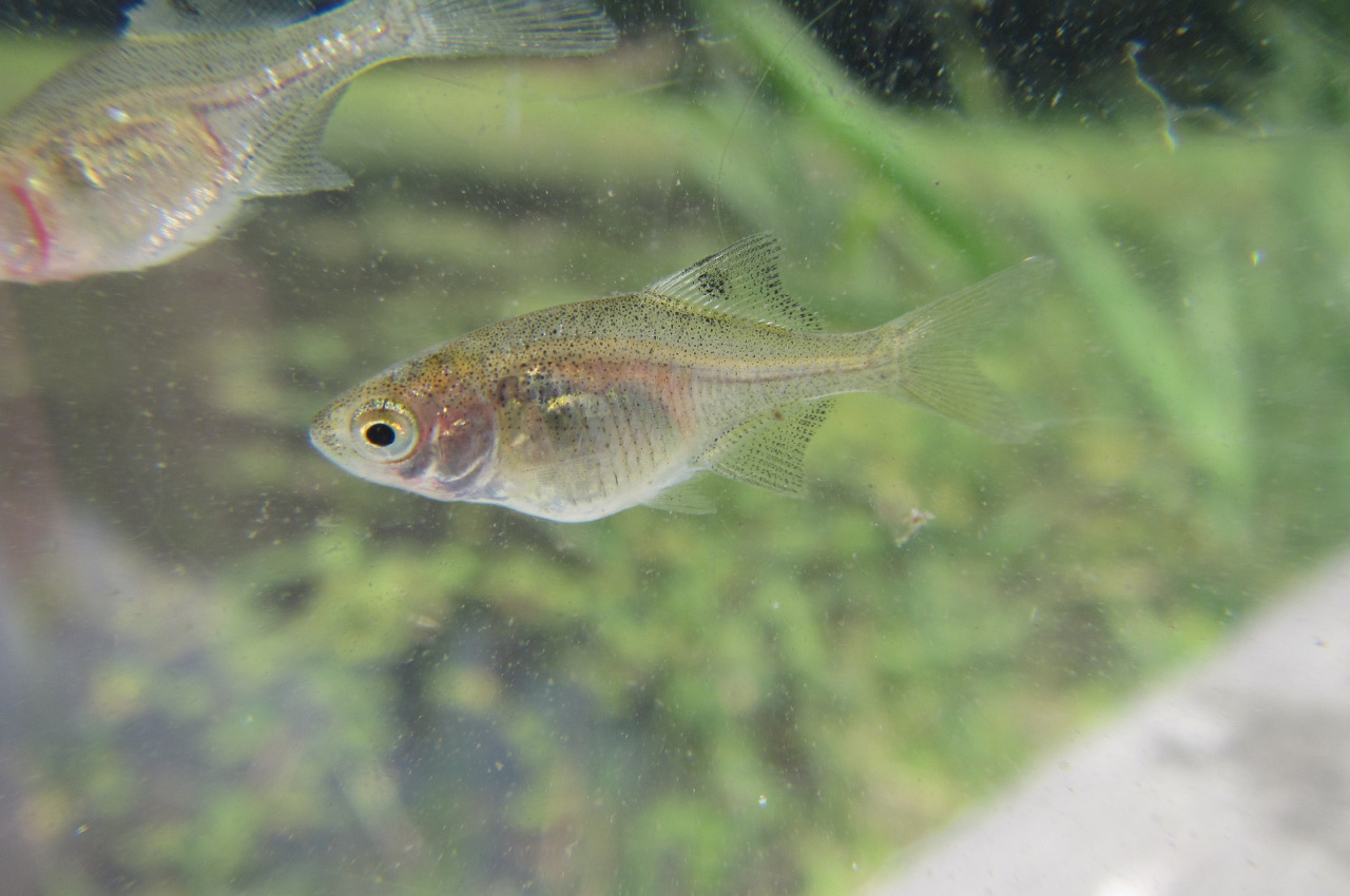 稚⿂（ちぎょ）