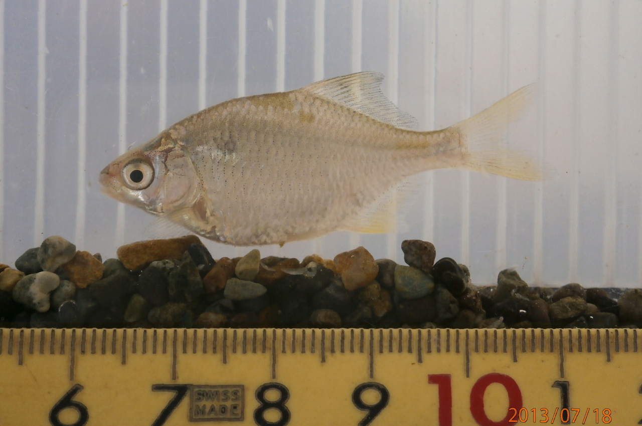 幼⿂（ようぎょ）