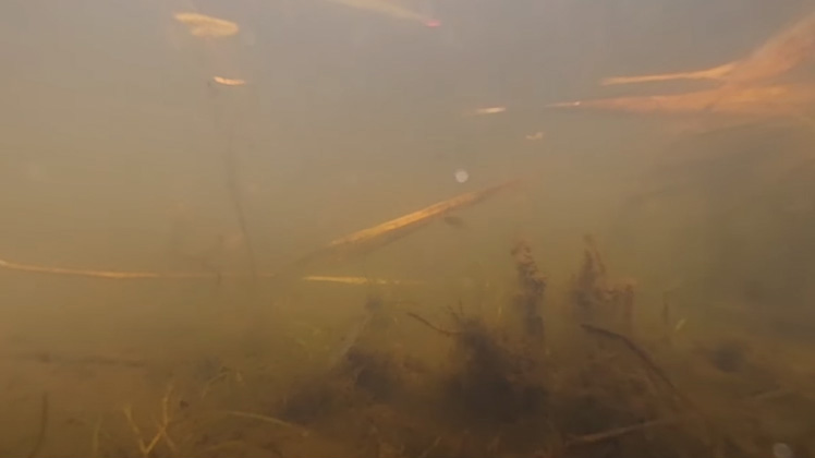 イタセンパラ稚魚の360度カメラ撮影