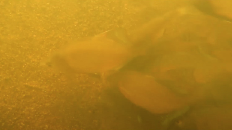 自然下におけるイタセンパラの産卵動画