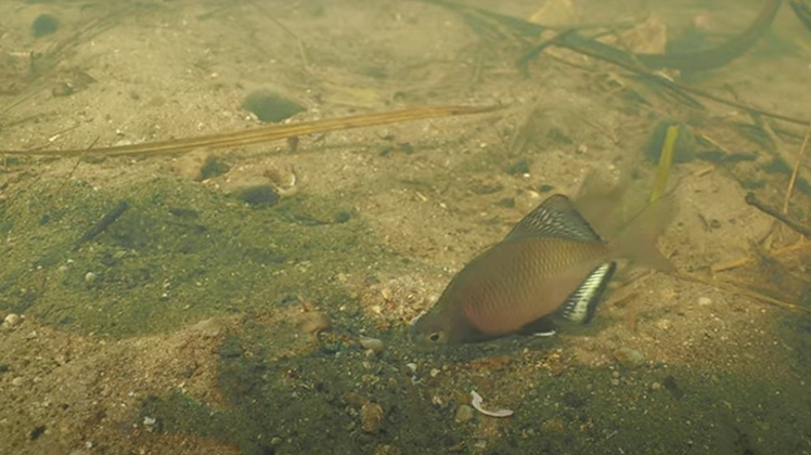 イタセンパラの水中撮影